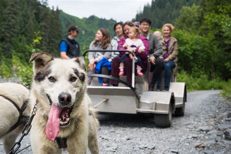 seavey dog sled tours